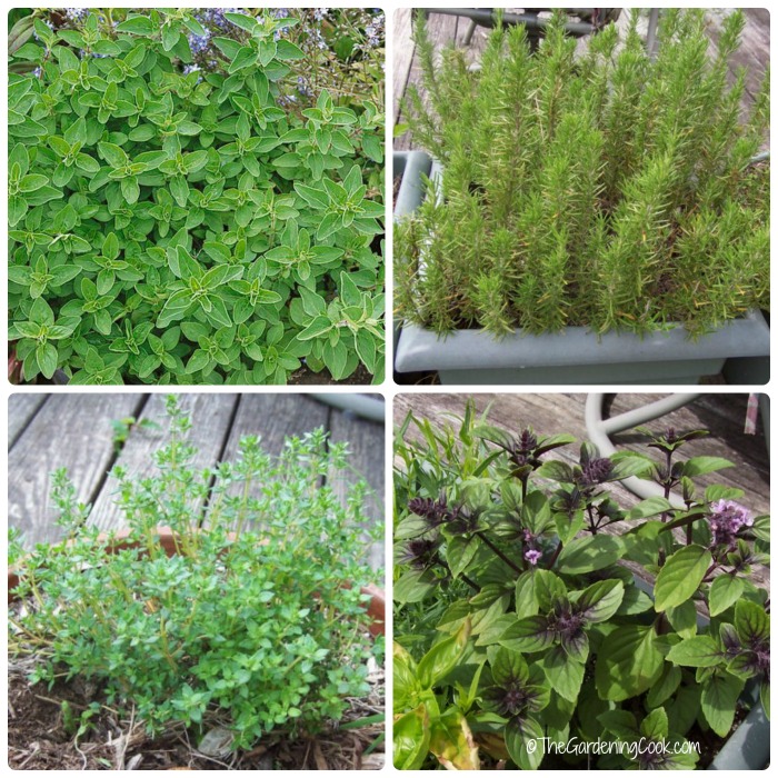 A cook's herb garden. Find out how to grow fresh herbs like basil, oregano, rosemary and thyme.