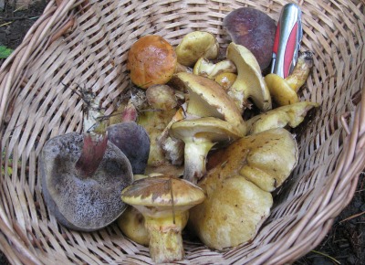 Select fresh mushrooms