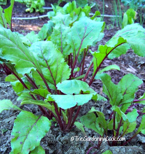 Tips for growing beets