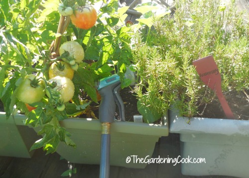 Flexogen hose and watering nozzle makes vegetable gardening a breeze