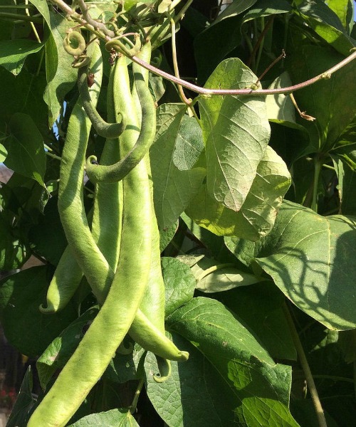 Beans are easy to grow. They love sunlight and many varieties don't need staking.