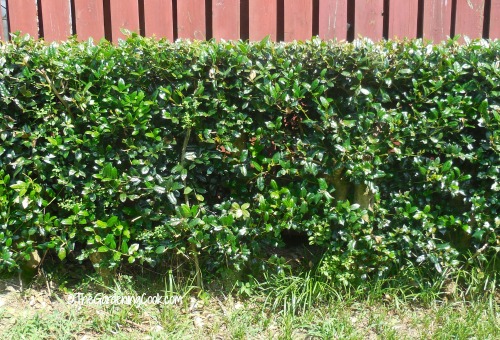 holly hedge