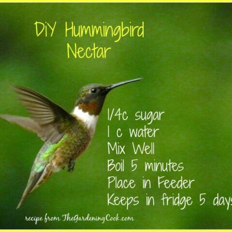 Hummingbird on a green background next to a recipe for homemade hummingbird nectar.