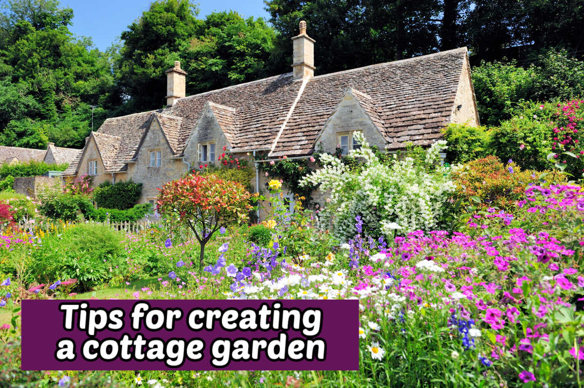 A pretty English garden in front of a house. Purple text box reads tips for creating a cottage garden.
