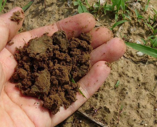 start with good soil