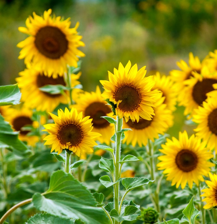 Sunflowers in the sun.