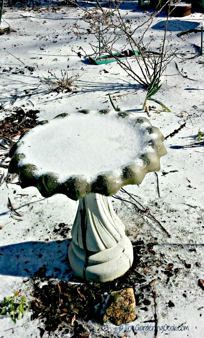 Frozen birdbath in North Carolina