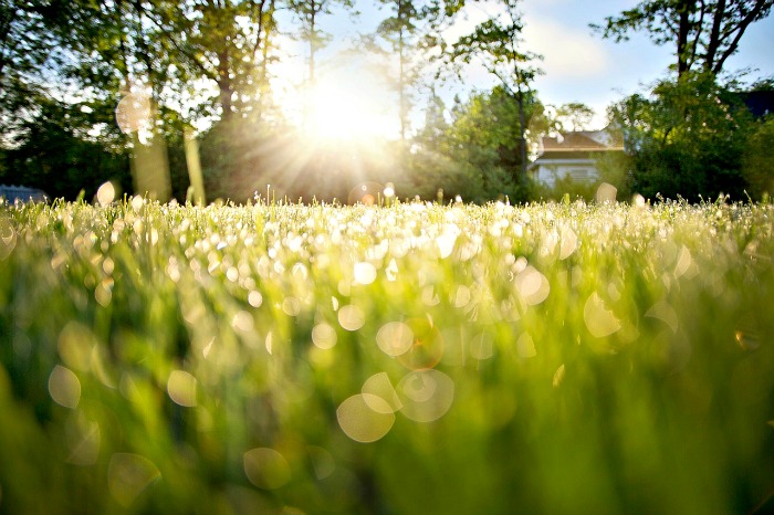 Lawn care tips #3. Treat for weeds when the lawn is wet.