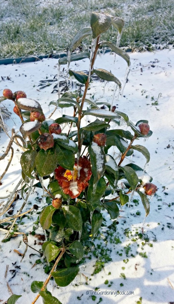My North Carolina Winter Garden