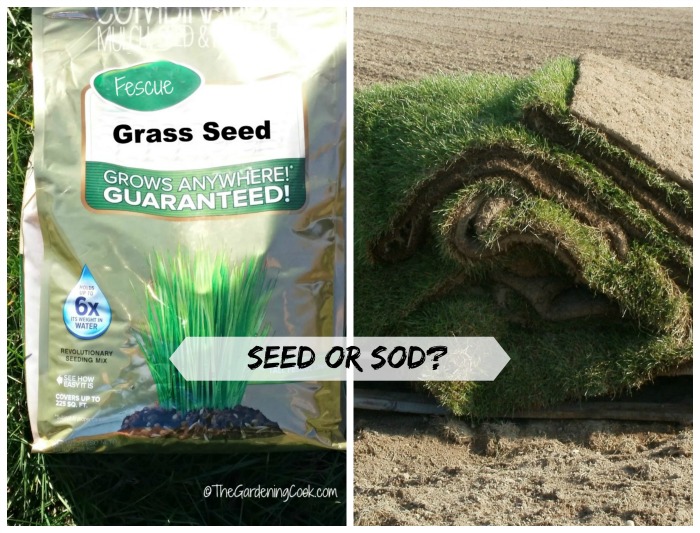 Seed or Sod? Which is best for you?