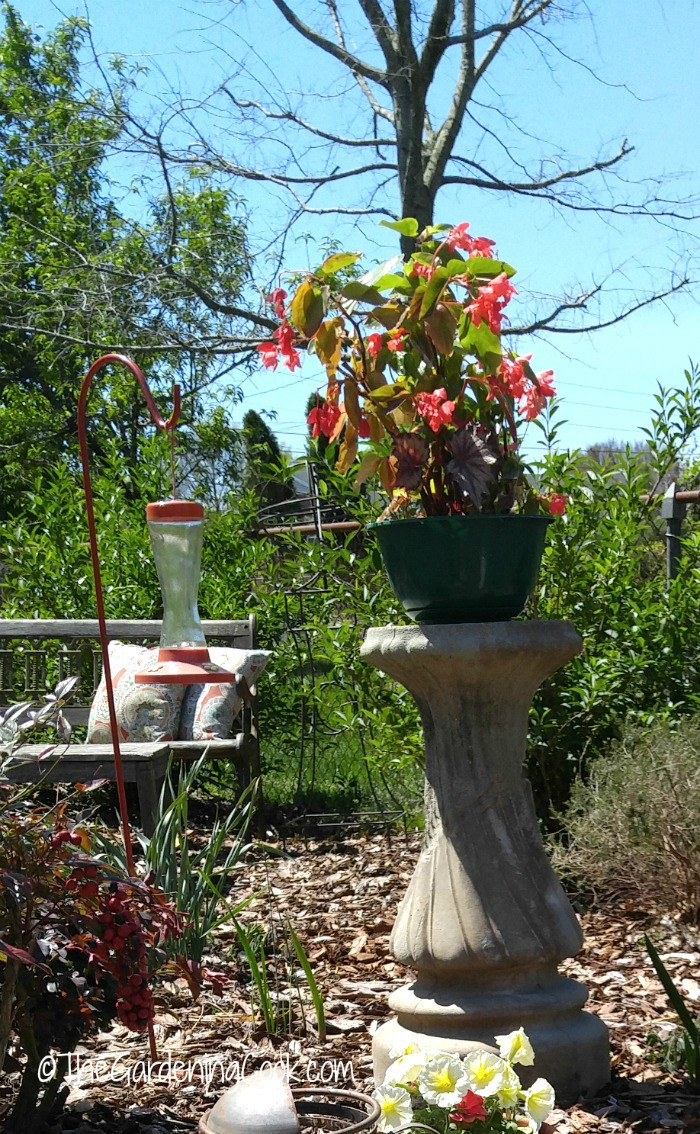 Re-purposed birdbath becomes a garden plant stand
