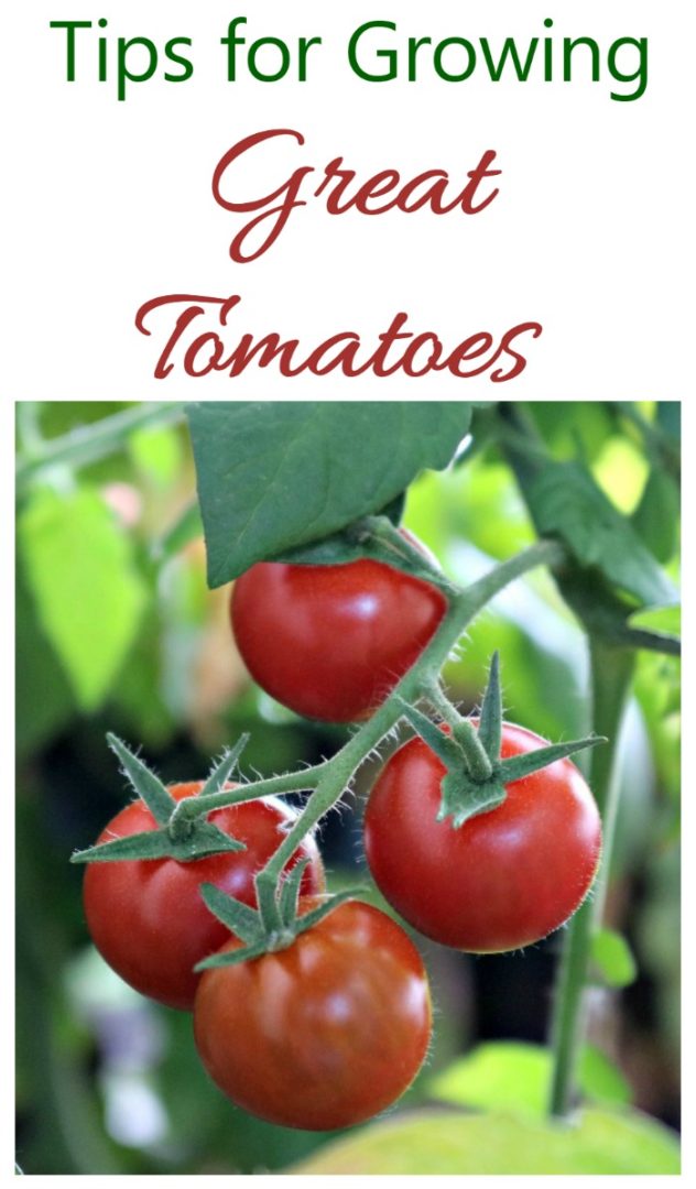 Growing Great Tomatoes Dos and Don'ts for Best Success