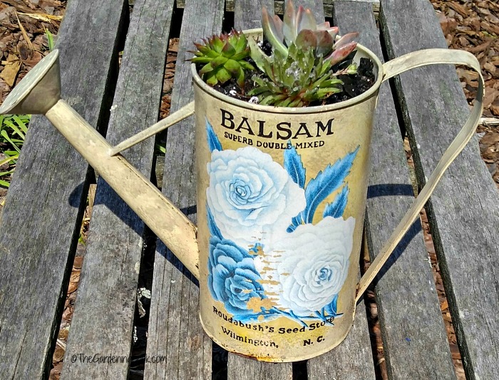 Watering can planter with succulents