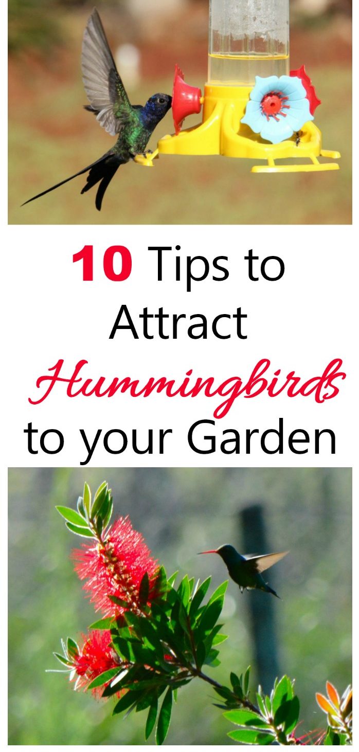 Put these 10 tips to use to attract hummingbirds to your yard and keep them coming back.