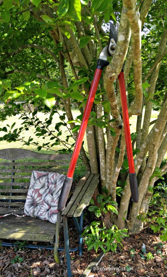 Gardening with Arthritis 11 Helpful tips The Gardening Cook