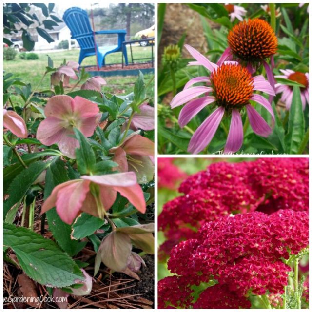 Hardy Perennials My Top 20 Favorites Print Shopping List [Updated]