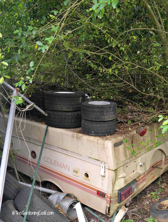 This camper with tires and shrubs is a perfect spot for invasive pests.