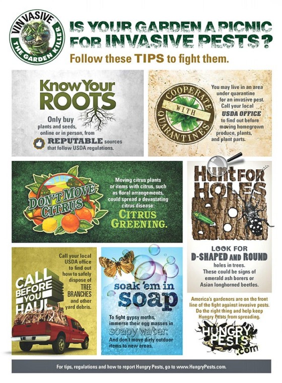 Stop Invasive Pests Invasive Pests - How to Stop the Spread of these Insects