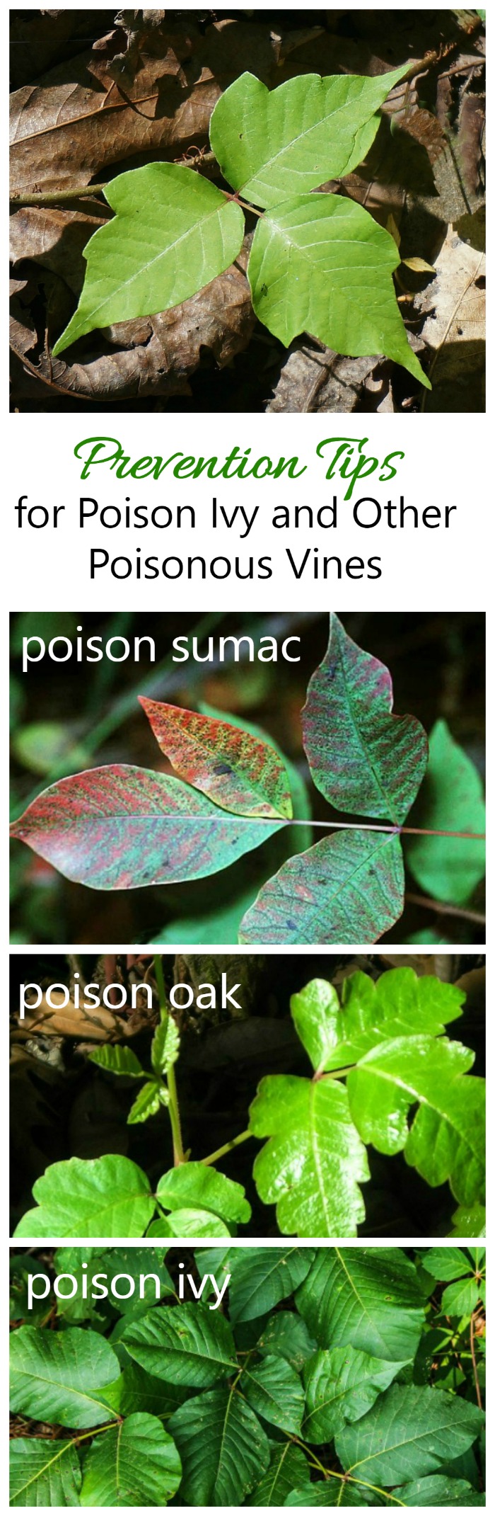 Poison Ivy and Poisonous Vines - Natural Preventative Measures
