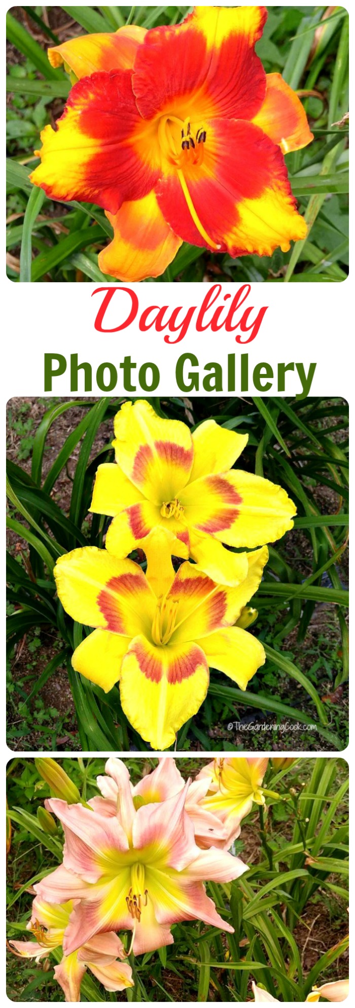 Do you love to grow daylilies? So do I. This daylily photo gallery gives names of many varieties of this gorgeous perennial thegardeningcook.com