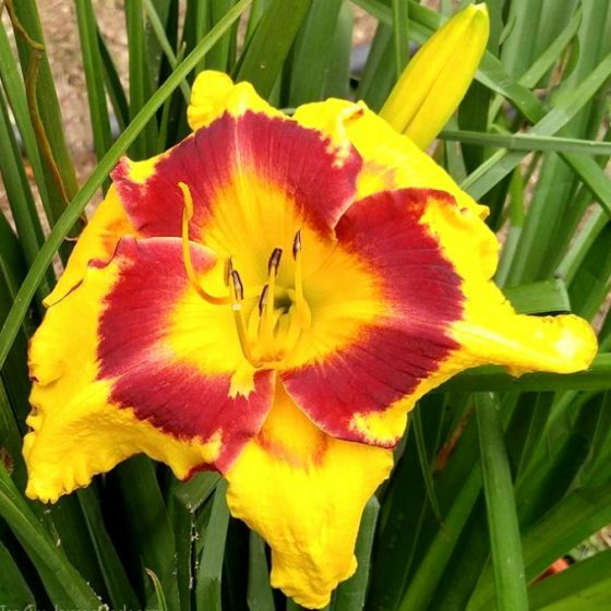 Daylily Photo Gallery Names of Many Popular Daylily Varieties