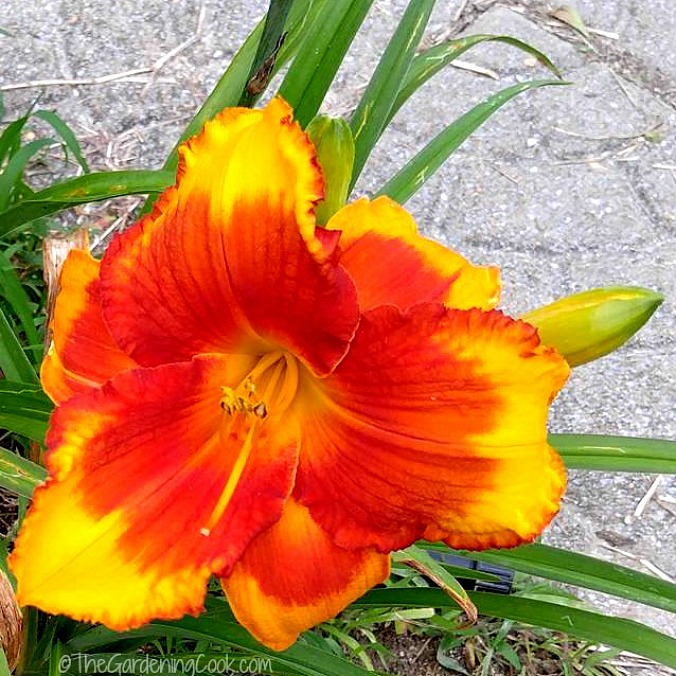 Daylily Photo Gallery Names of Many Popular Daylily Varieties