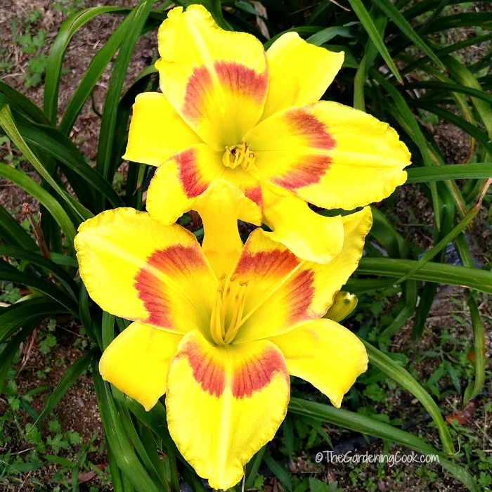 At the top of my list of my favorite daylilies is King George Daylily
