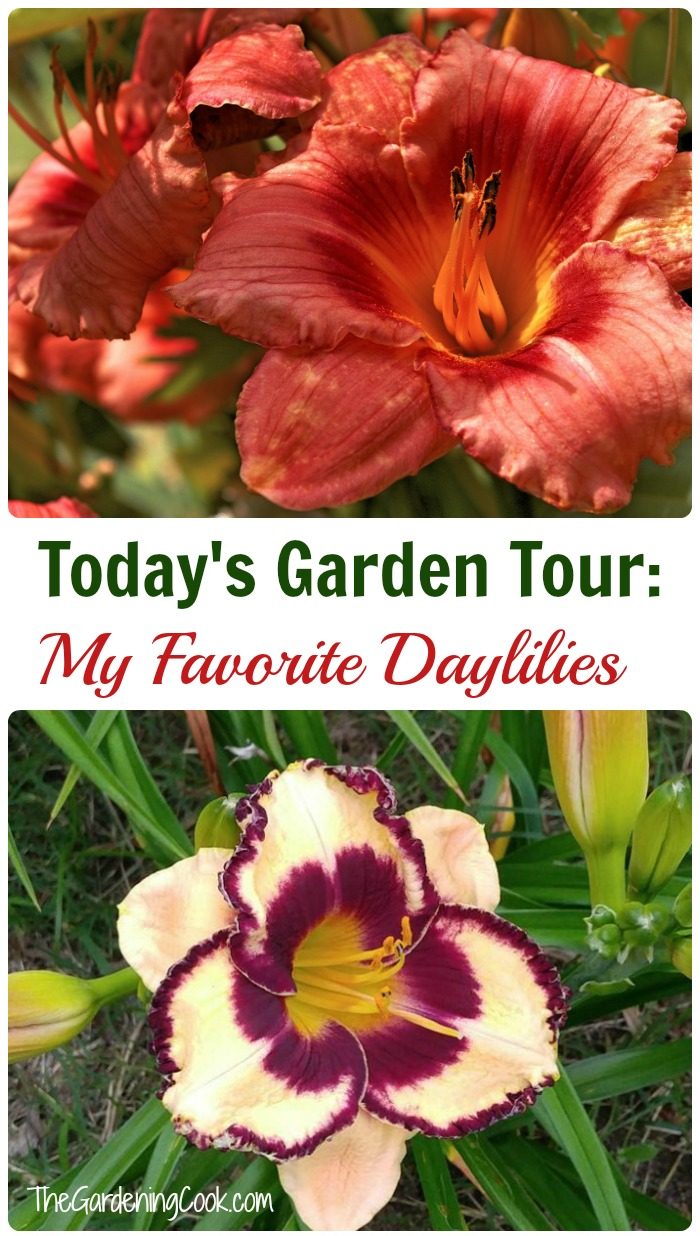 Totday's garden tour features a selection of my favorite daylilies.