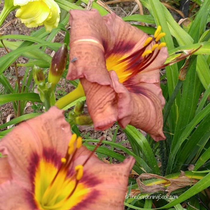 Old Termite daylily