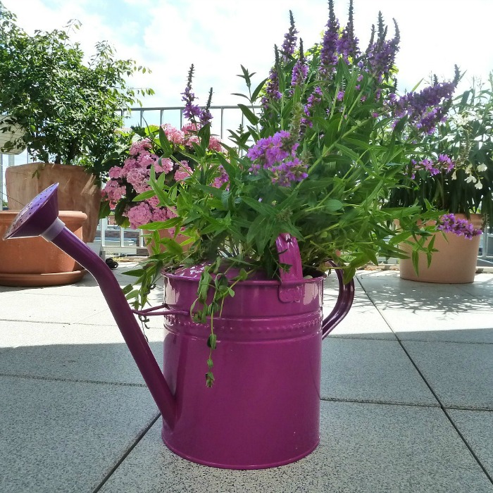 Spray and old watering can purple and plant with pretty flowers for easy garden art