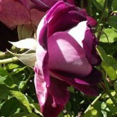 Gardening Advice, Tips and Tutorials for All Your Garden Questions