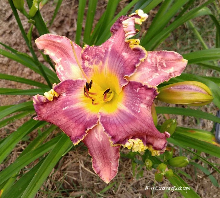 Thoroughly Modern Milly daylily