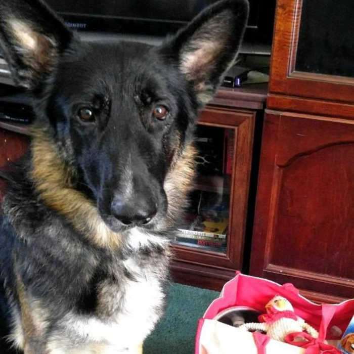 Black German Shepherd with a bag for a road trip.