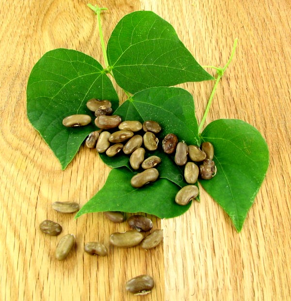 My great grandmother's heirloom bean seeds