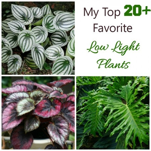 Plants for low light conditions