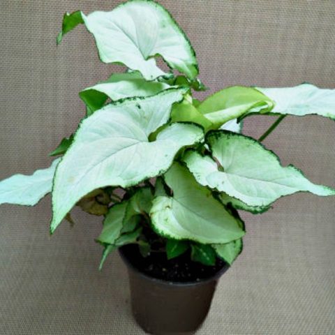 Arrowhead plant is a great plant for low light conditions.