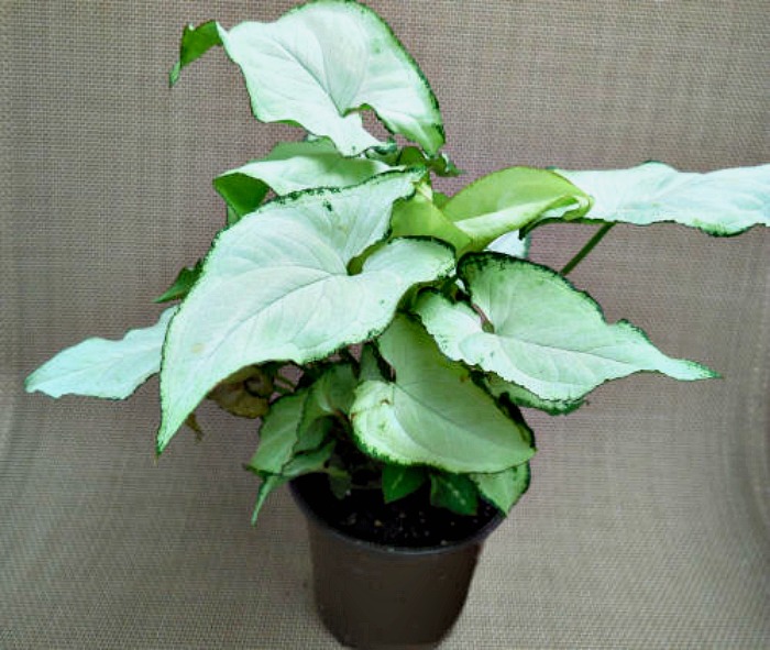Arrowhead plant in a brown pot