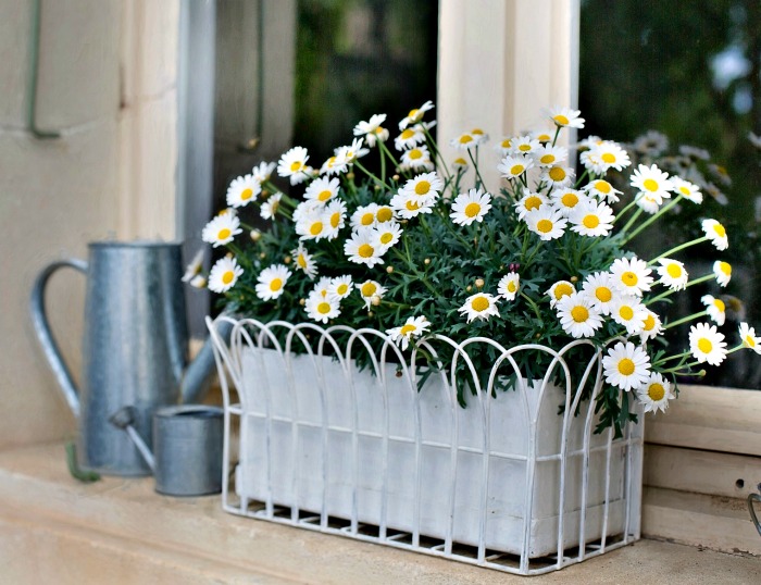 Indoor plant care in winter - daisies and watering can