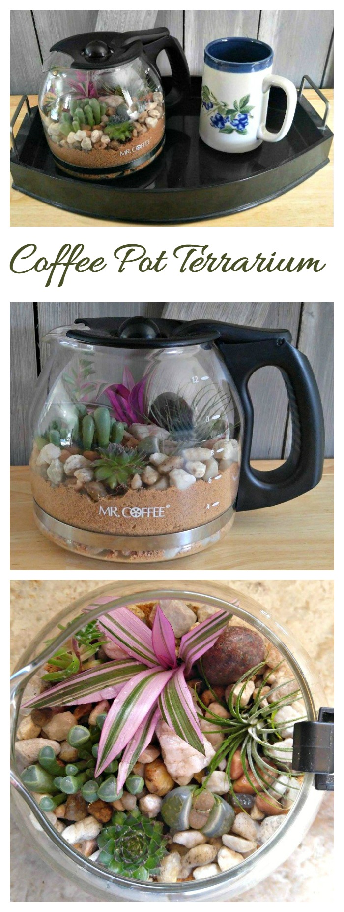 This Coffee pot Terrarium is a fun way to add some pretty plant decor. It keeps the humidity level right so that watering is not needed very often.
