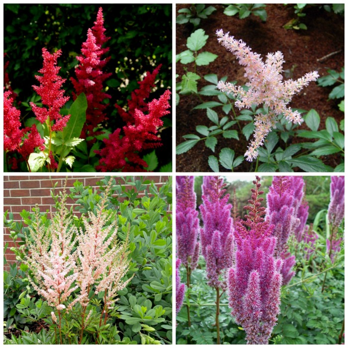 Astilbe Companion Plants What To Grow With Astilbe