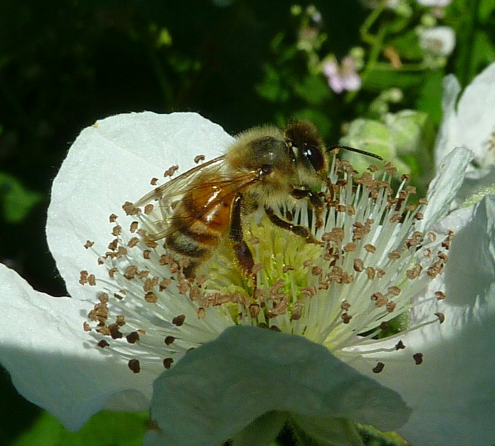Open pollination happens naturally with bees, birds and the wind.