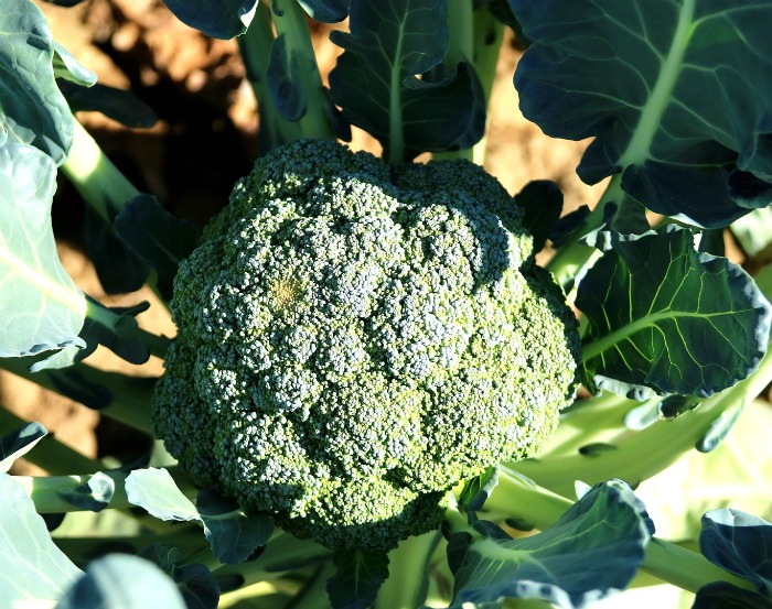 Broccoli is a very cold hardy vegetable