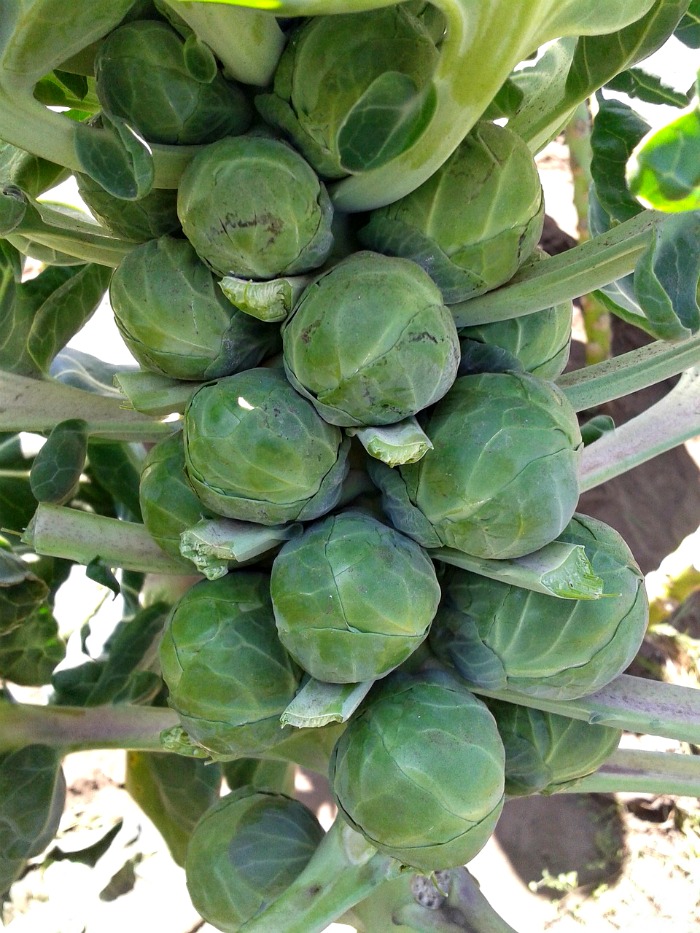 Brussels sprouts really love cooler temperatures