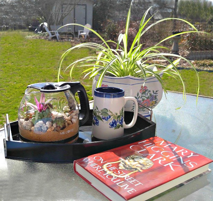 Coffee pot Terrarium and a sunny day outside.