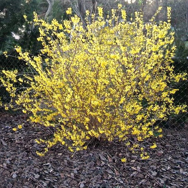 Forsythia bush