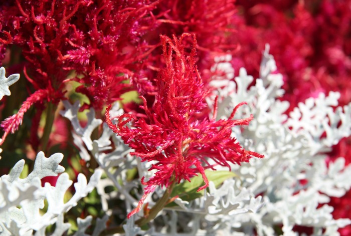 Red and white astilbe