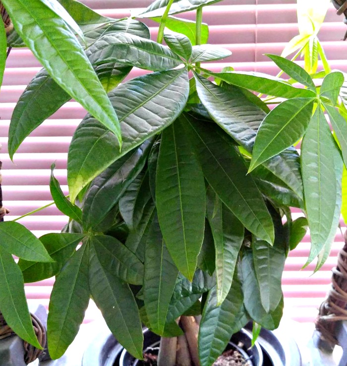Bright filtered light is best for a Braided Money TreePlant