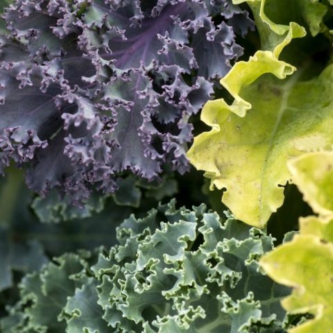 Cold hardy vegetable