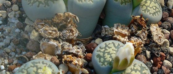 Lithops Care - How to Grow Living Stones