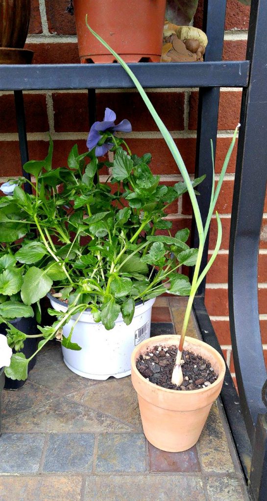 Growing Garlic Greens Indoors